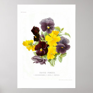 Tufted Pansies Poster