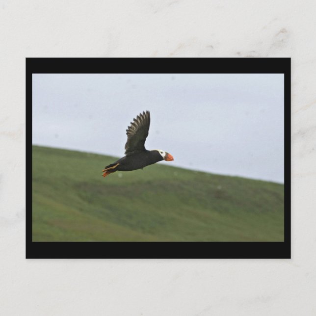 Tufted Puffin in flight, Aiktak Island Postcard (Front)