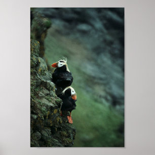 Tufted Puffin Pair Poster