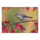 Tufted Titmice
