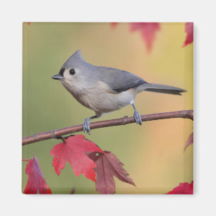 Tufted Titmice Magnet