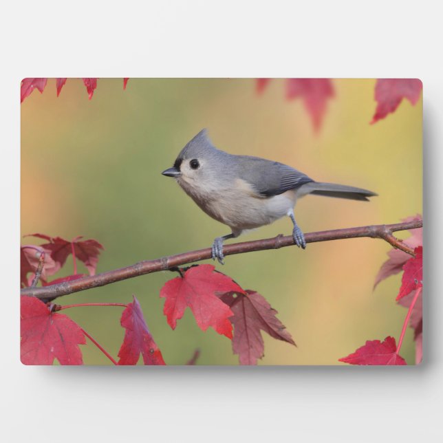 Tufted Titmice Plaque (Front)
