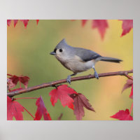 Tufted Titmice