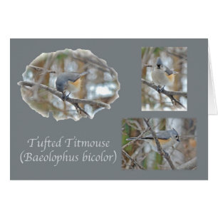 Tufted Titmouse (Baeolophus bicolor) Items
