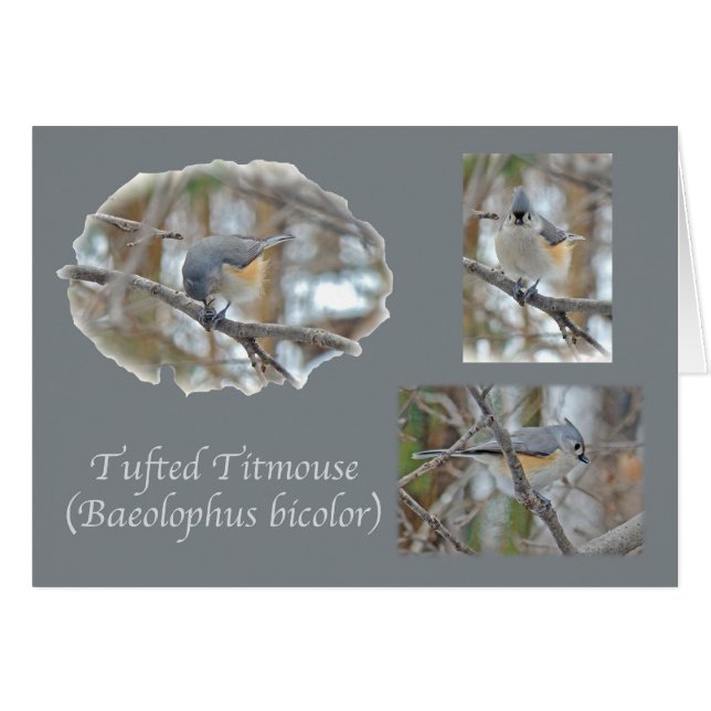 Tufted Titmouse (Baeolophus bicolor) Items (Front Horizontal)