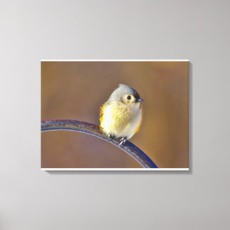 Tufted Titmouse Canvas Print