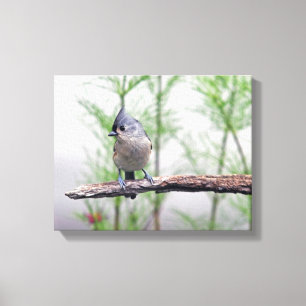 Tufted Titmouse Canvas Print