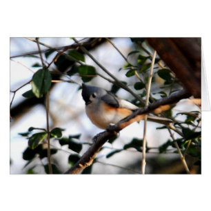 Tufted Titmouse Card
