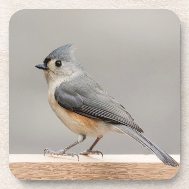 Tufted Titmouse Coaster (Front)