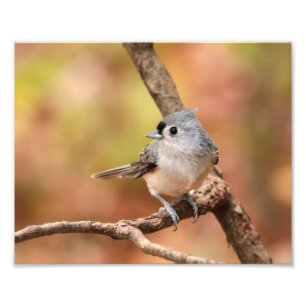 Tufted Titmouse Fall Photo Print