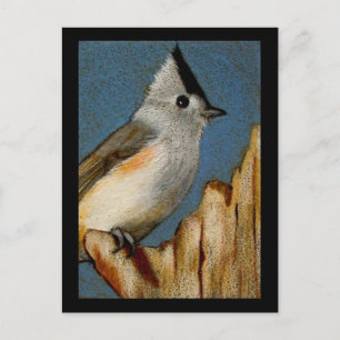 TUFTED TITMOUSE IN COLOR PENCIL POSTCARD