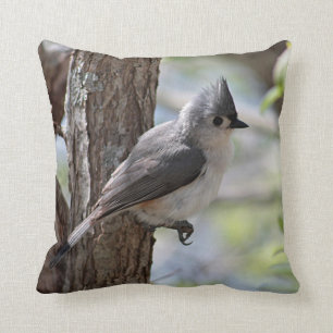 Tufted titmouse in spring cushion