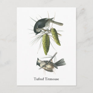 Tufted Titmouse, John Audubon Postcard