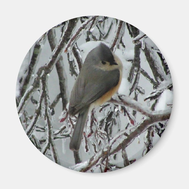 Tufted Titmouse Magnet (Front)