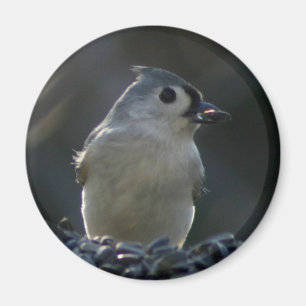 Tufted Titmouse Magnet