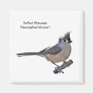 Tufted Titmouse Magnet