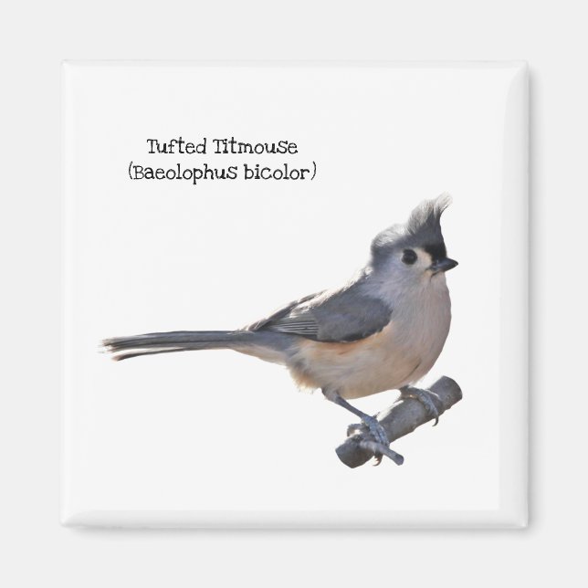 Tufted Titmouse Magnet (Front)