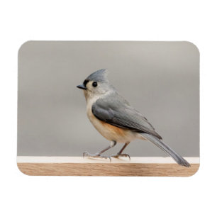 Tufted Titmouse Magnet