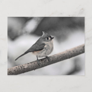 Tufted Titmouse Postcard