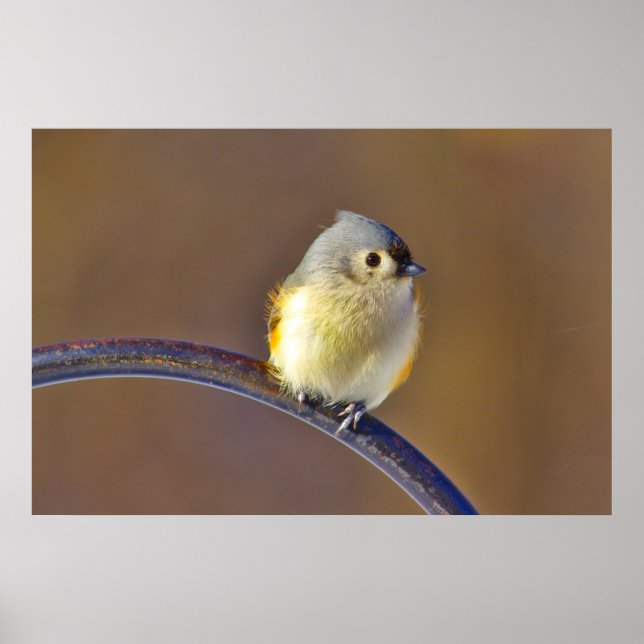 Tufted Titmouse Poster (Front)