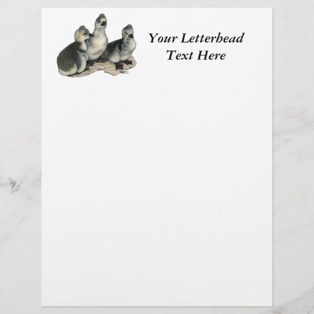 Tufted Toulouse Goslings (Front)