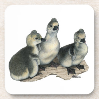 Tufted Toulouse Goslings Coaster