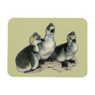 Tufted Toulouse Goslings Magnet