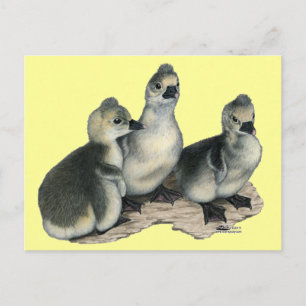 Tufted Toulouse Goslings Postcard