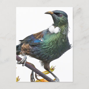 Tui Bird of New Zealand Postcard