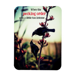 Tui birds fighting on flax magnet