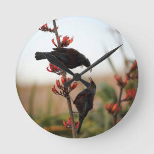 Tui birds on New Zealand flax bush Round Clock