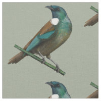 Tui New Zealands Bird