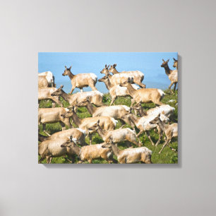 Tule Elk  Point Reyes National Seashore, CA Canvas Print