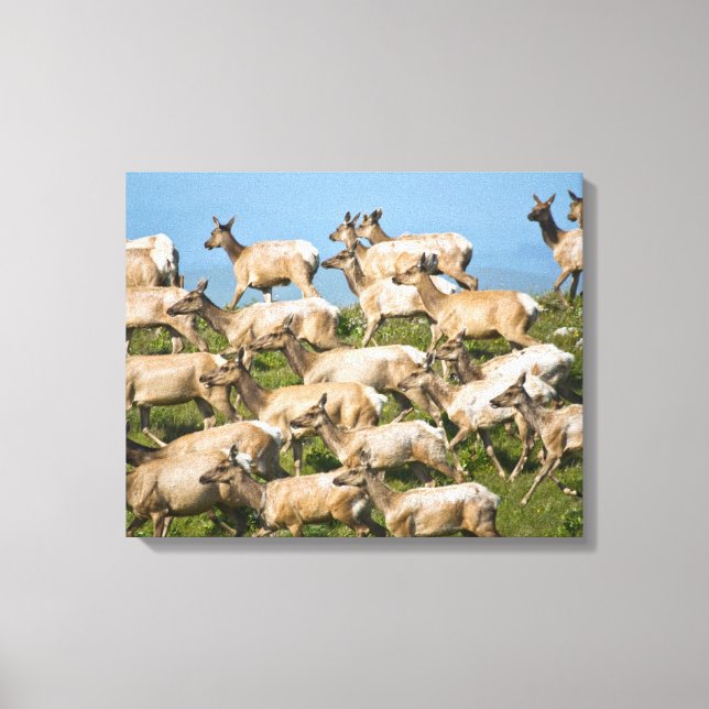 Tule Elk| Point Reyes National Seashore, CA Canvas Print (Front)