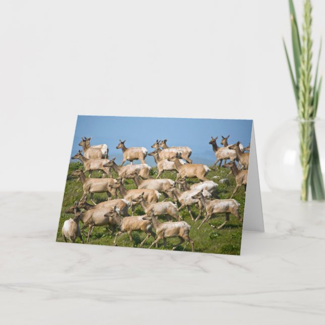 Tule Elk| Point Reyes National Seashore, CA Card (Front)