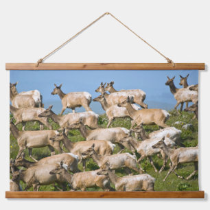 Tule Elk Point Reyes National Seashore, CA Hanging Tapestry