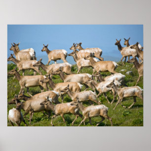 Tule Elk Point Reyes National Seashore, CA Poster