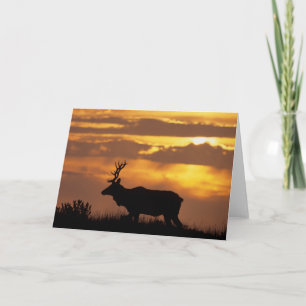 Tule Elk Point Reyes National Seashore Card