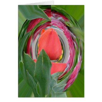 tulip