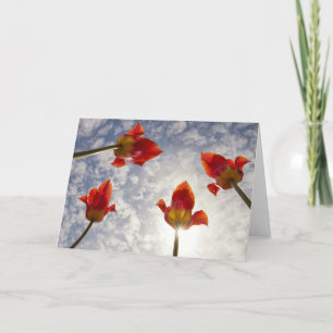Tulip02 Card
