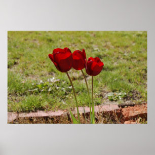tulip99 poster