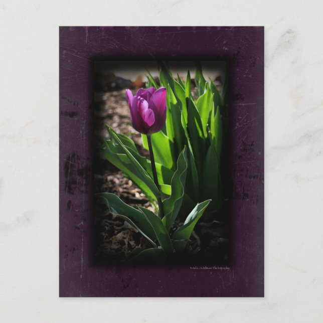 Tulip 0243 Purple Postcards (Front)