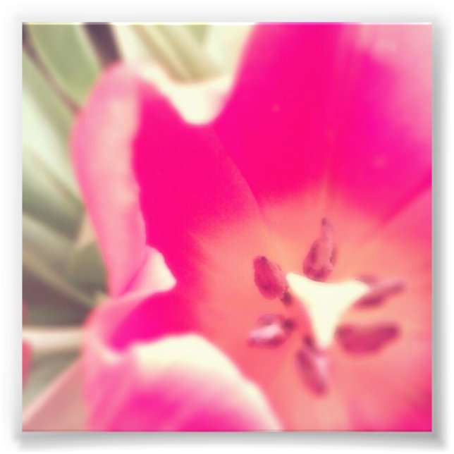 Tulip Anatomy. Photo Print (Front)
