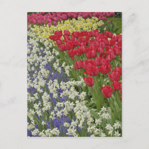 Tulip and daffodil garden, Keukenhof Gardens, Postcard