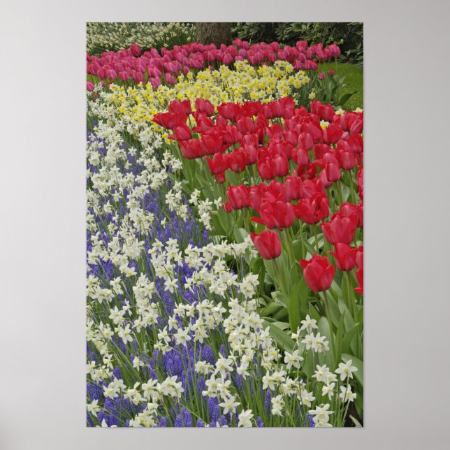 Tulip and daffodil garden, Keukenhof Gardens, Poster (Front)