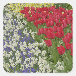 Tulip and daffodil garden, Keukenhof Gardens, Square Sticker