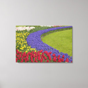 Tulip and Grape Hyacinth and daffodil garden, Canvas Print