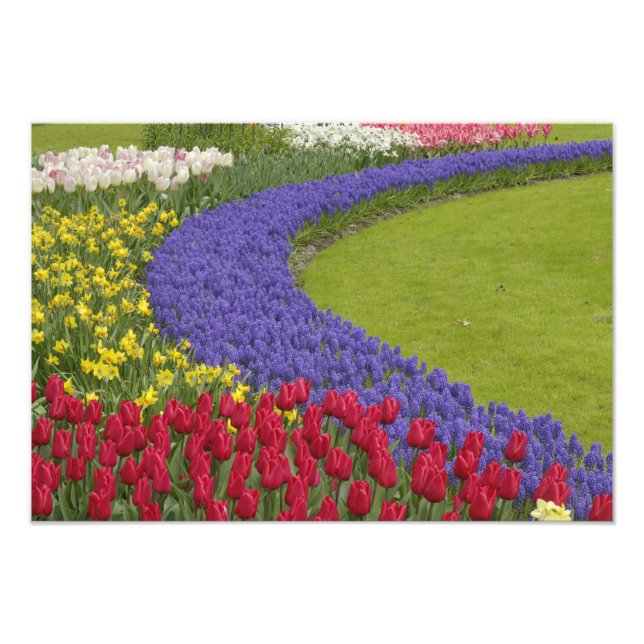 Tulip and Grape Hyacinth and daffodil garden, Photo Print (Front)