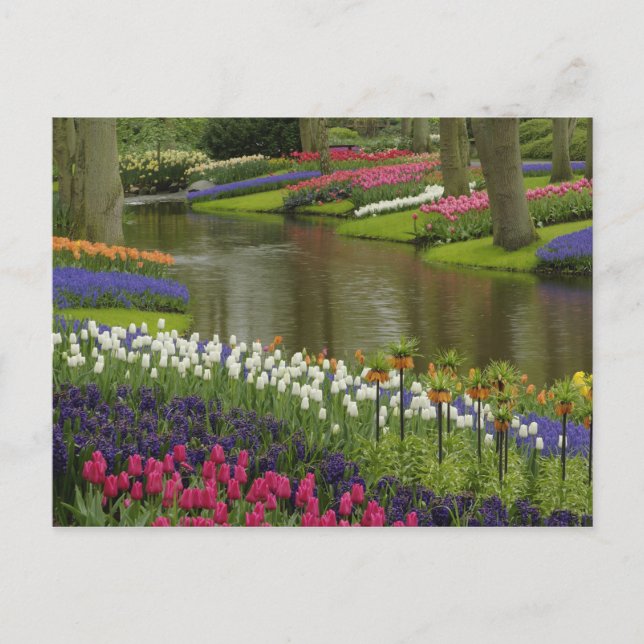 Tulip and hyacinth garden, Keukenhof Gardens, 2 Postcard (Front)