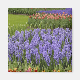 Tulip and Hyacinth garden, Keukenhof Gardens, Magnet